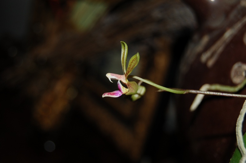 Phalaenopsis Stromini n°2 (stobartiana x finleyi) Dsc_5518
