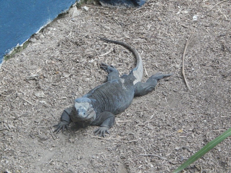 Zoo de Napoli clichés de reptiles Dscn2410