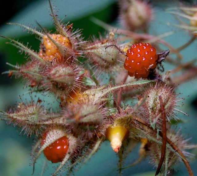 Rubus - le genre - culture, questions... Rubus_18