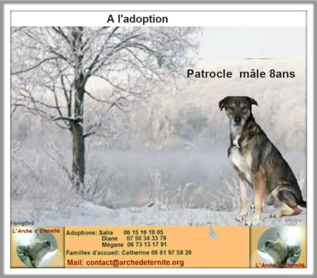 patrocle - PATROCLE - croisé Berger né en 2006 - Sauvé de l’Équarrissage - Parrainé par Skara - SOS-R-SC Patroc12