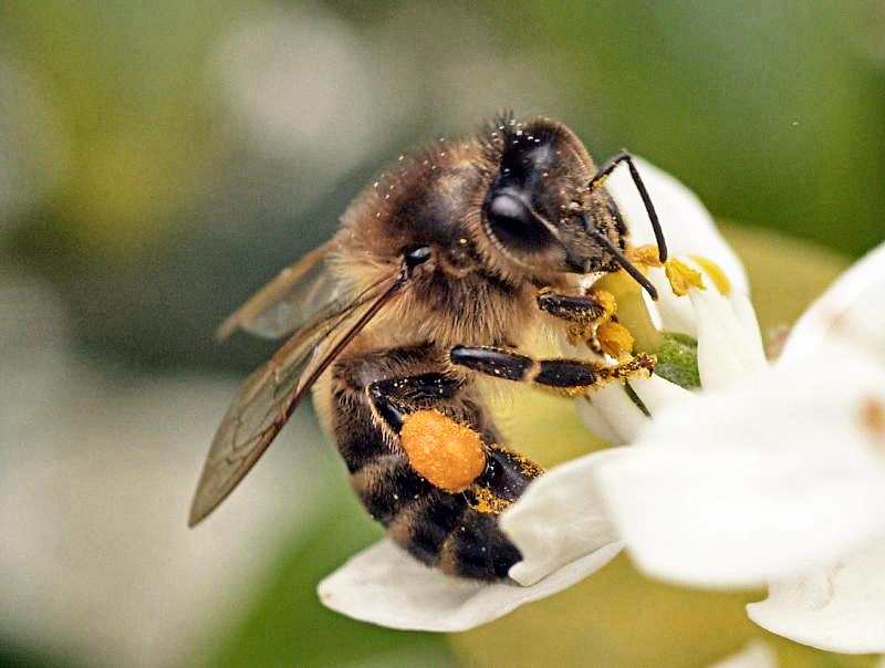 Bourdonnement des abeilles Abeill10