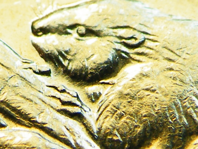 1977 - Dommage au Coin sous cou du Castor (Die Damage under Neck Bv's) Dscf7814