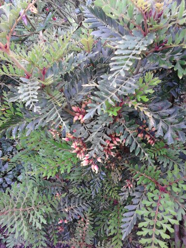 plantes sans nom 13717111