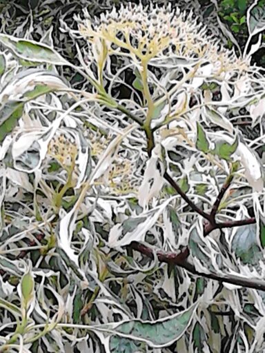 plantes sans nom 13722412