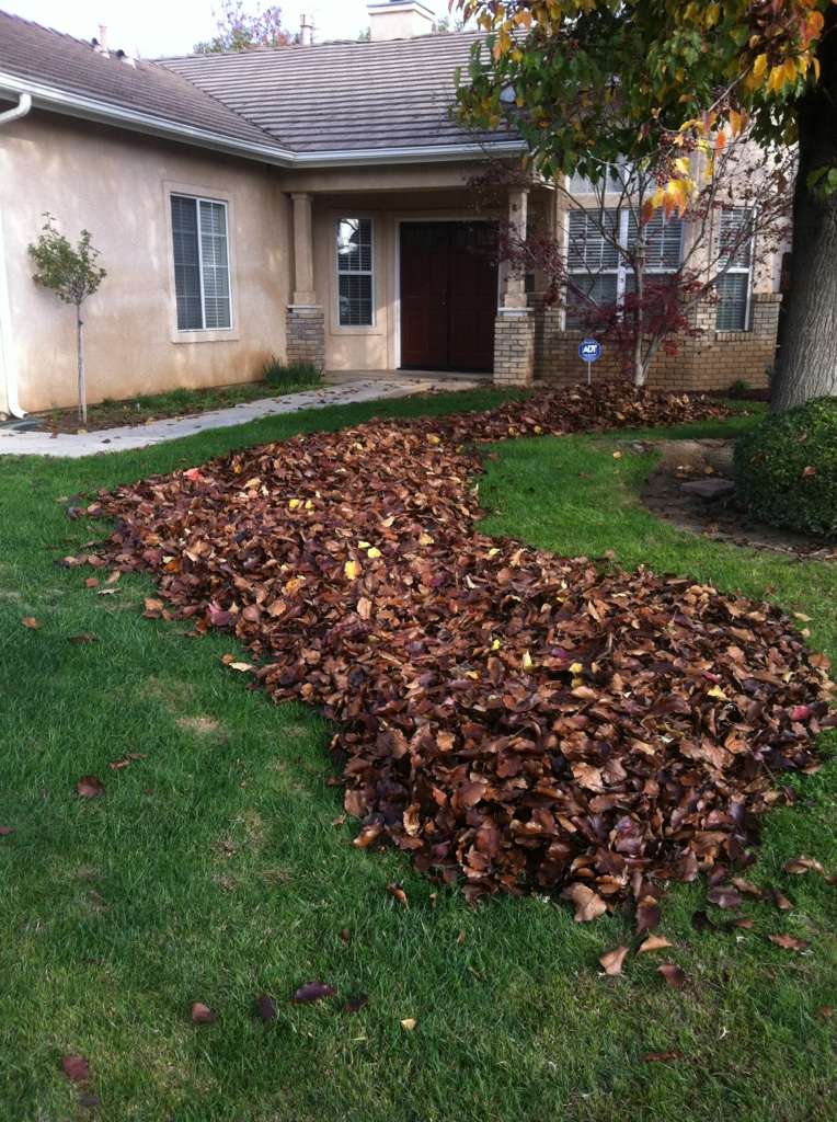 Adding old leaves to compost bin? Leaf_h10