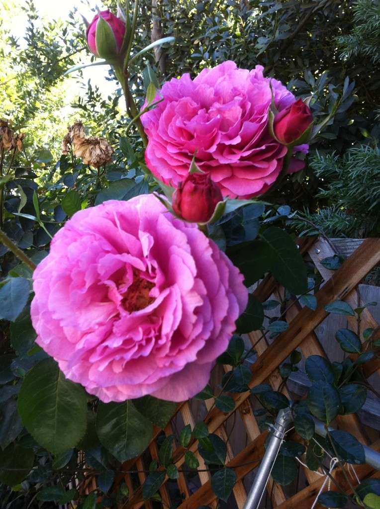 Western mountains and highplains, SUMMER  2014        2014 Roses_11