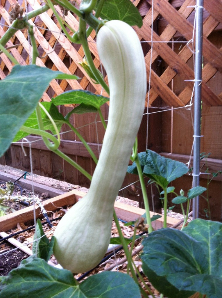 First Tromboncino female flower - Page 2 Squash12