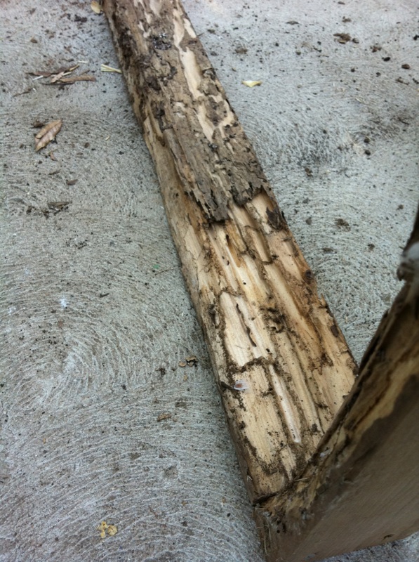 termites - Termites in SF bottoms? Termit11