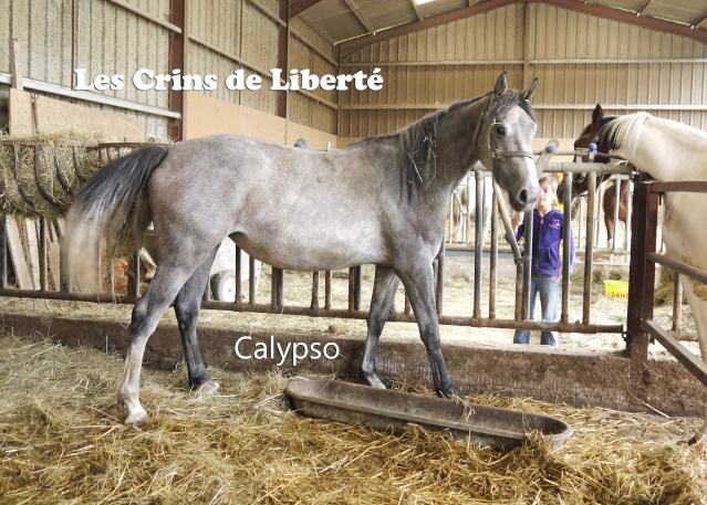 (Dpt 63)  CALYPSO, ONC, Adoptée par le centre equestre de pluvigner (Août 2014) 111