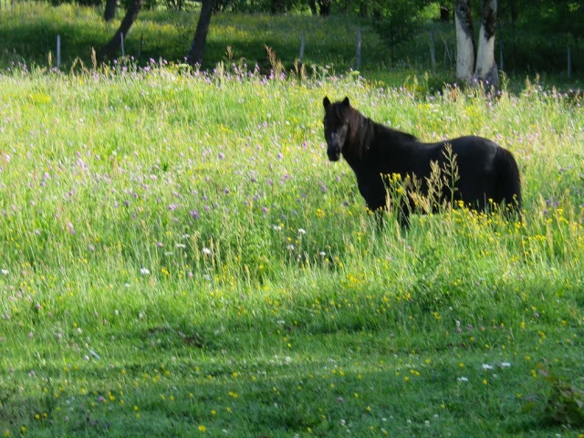 Dpt 63 - ELEGANTE, ponette contact Delphine -adoptée par Mr&Mme P (Juin2014) - Page 3 16