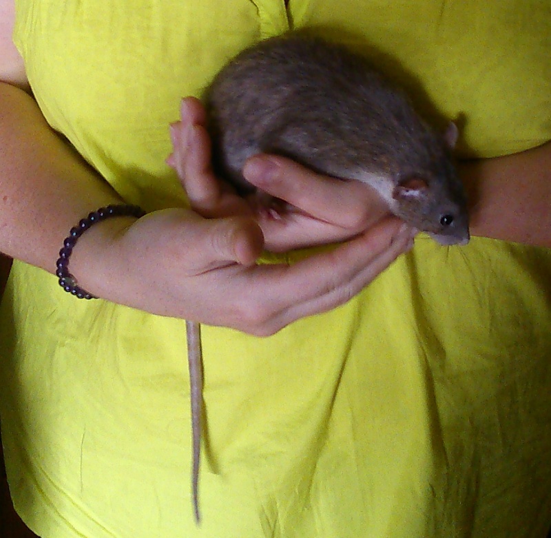 Donne 3 rats mâles de 7 mois dans l'Ain (01) Dsc_0227