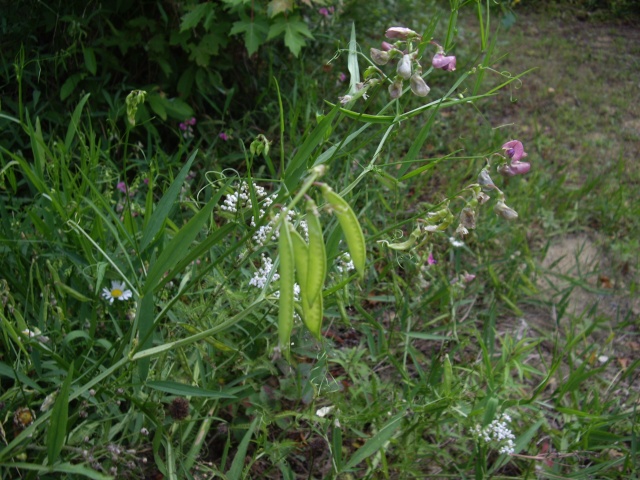 petite flore du Québec Imgp9917