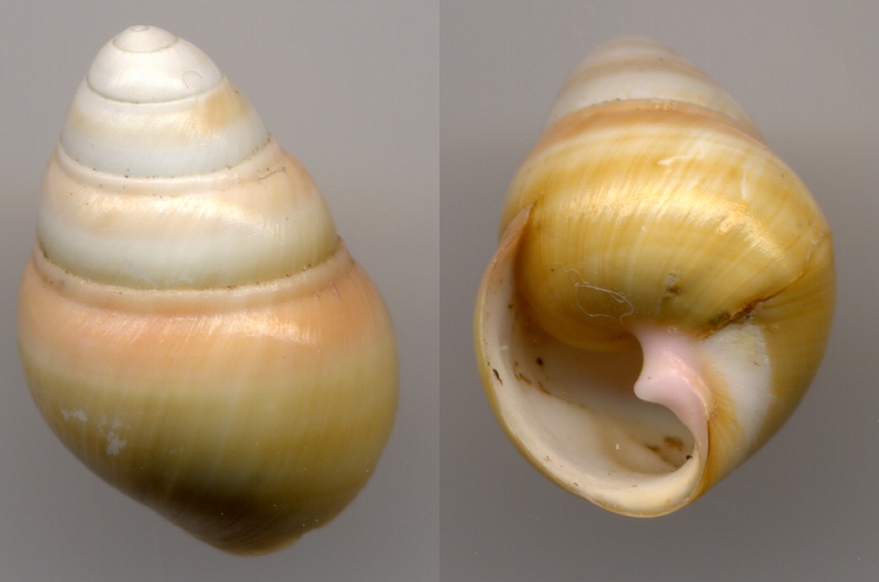 Achatinella (Achatinellastrum) curta Newcomb, 1854 Achati10