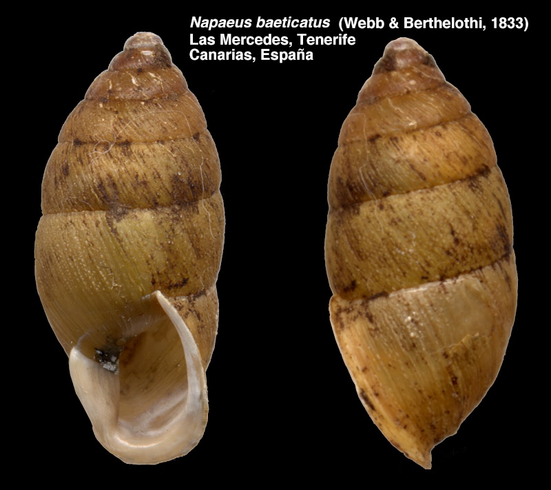 Napaeus baeticatus (Webb & Berthelothi, 1833) Baetic10