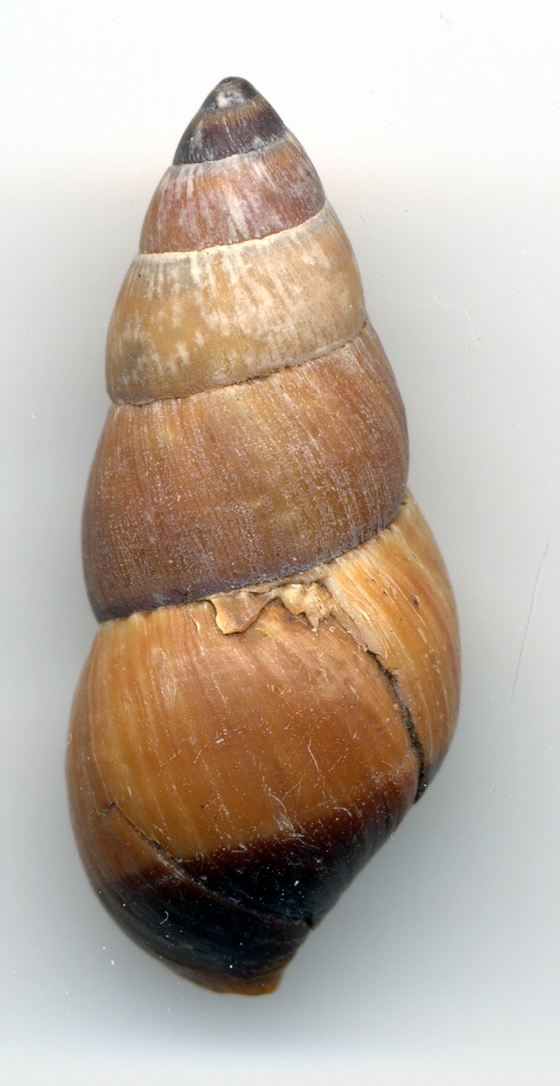 Carelia bicolor (Jay, 1839) Careli10