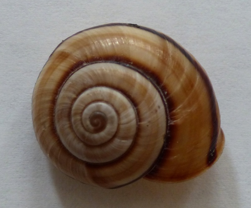 Chilostoma cingulatum apuanum (Issel, 1866) P1000611