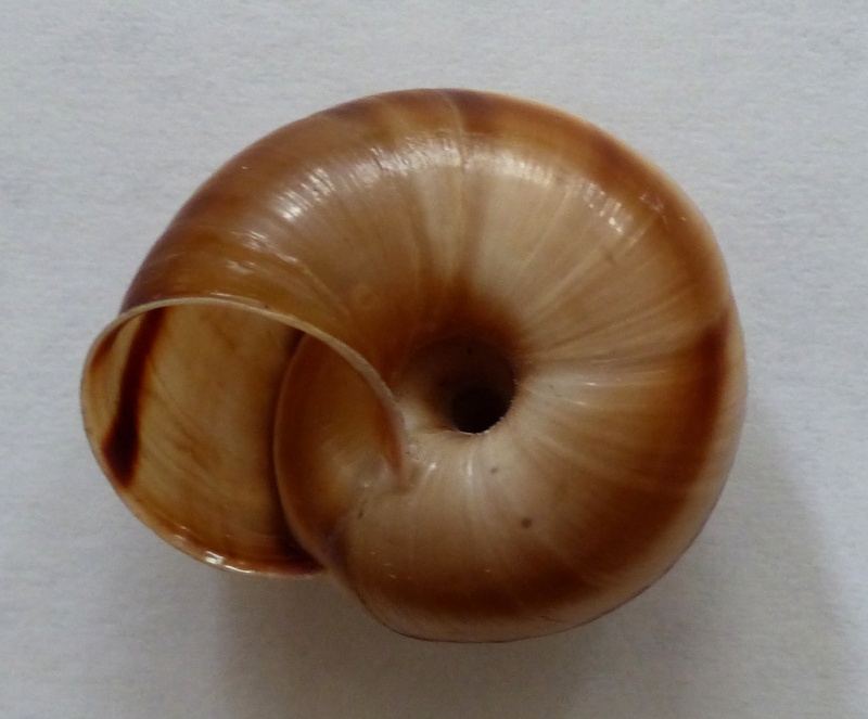 Chilostoma cingulatum apuanum (Issel, 1866) P1000612