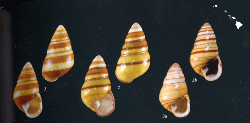 Achatinella (Bulimella) pulcherrima Swainson, 1828 Pul111