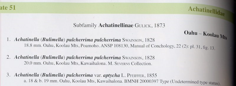 Achatinella (Bulimella) pulcherrima Swainson, 1828 Pul211