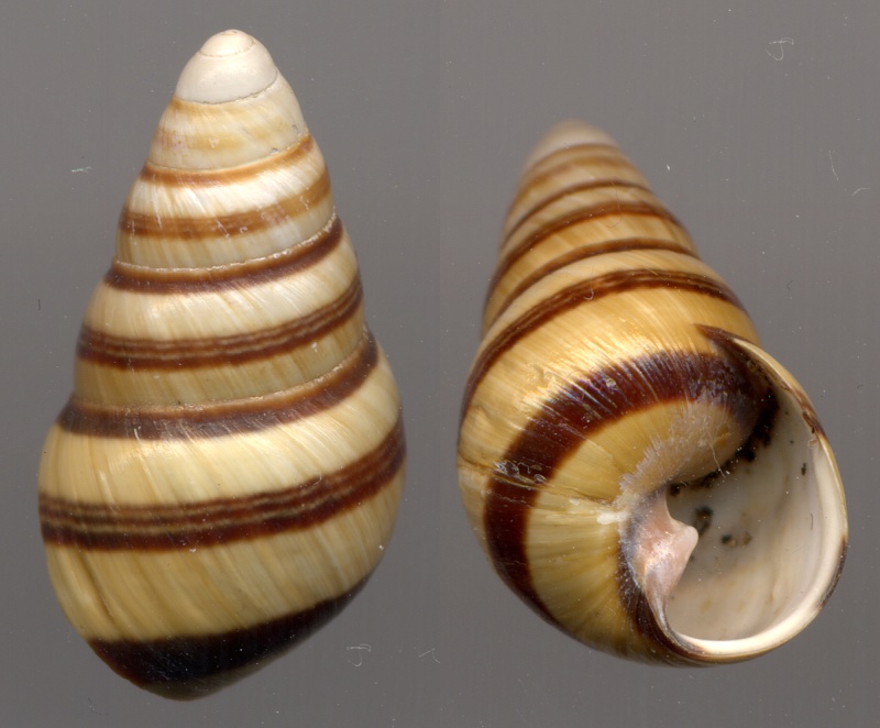 Achatinella (Bulimella) pulcherrima Swainson, 1828 Pulche10
