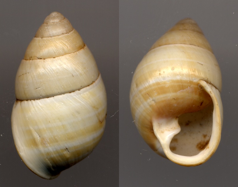 Achatinella (Bulimella) taeniolata Pfeiffer, 1846 Taenio10