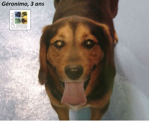 7 chiens adultes - Loire Atlantique Garoni10