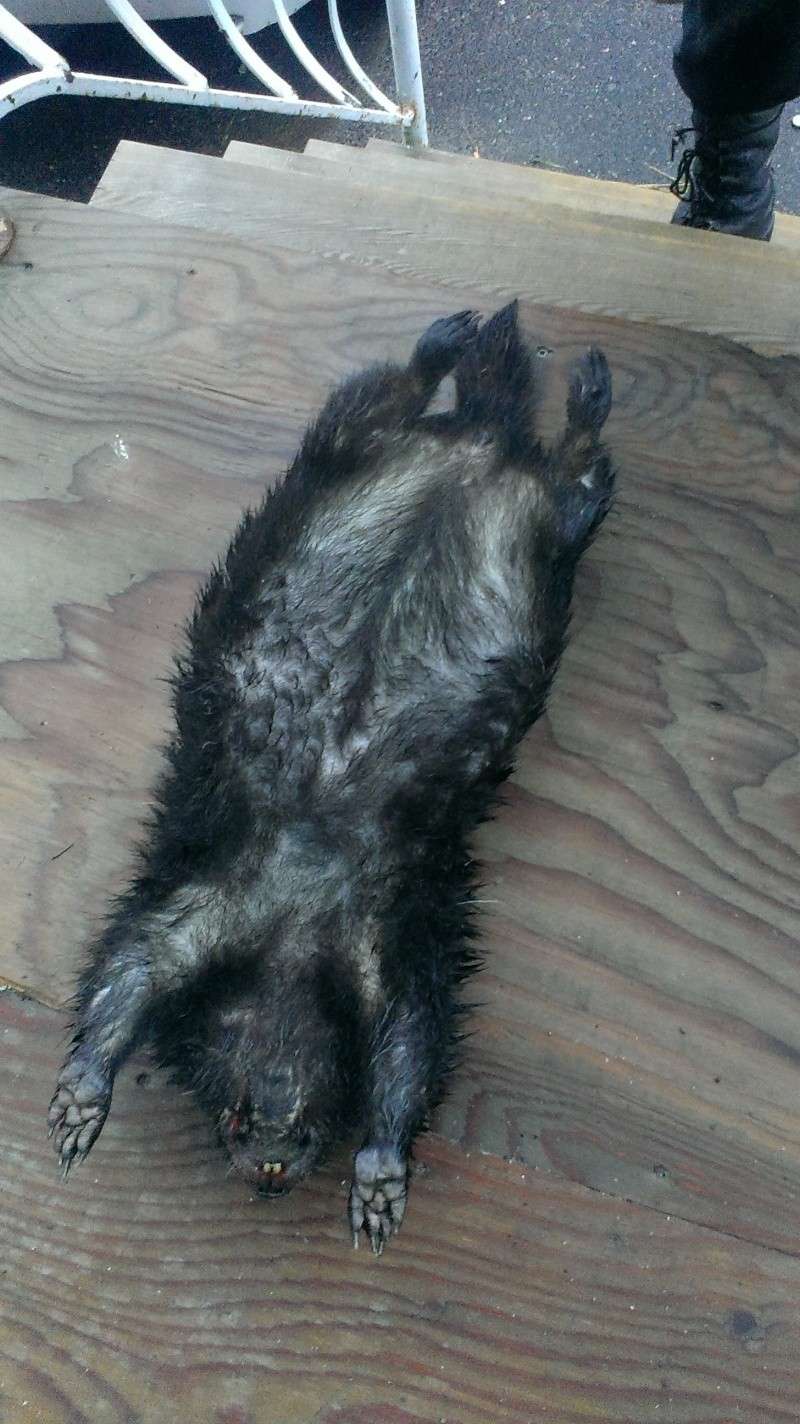 Marmotte noire Imag0212
