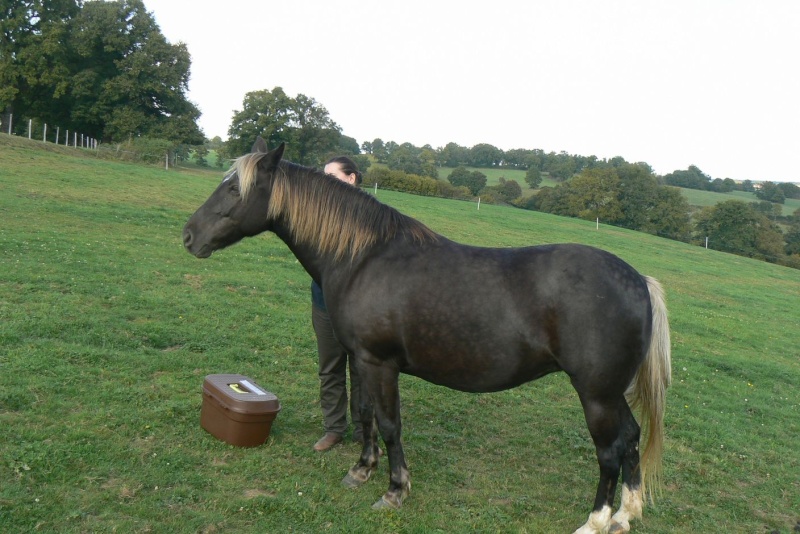 PELIPA - ONC Poney née en 2007 - adoptée en septembre 2014 par Ceed - Page 6 A_la_g12