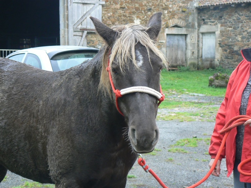 PELIPA - ONC Poney née en 2007 - adoptée en septembre 2014 par Ceed - Page 6 P1280713