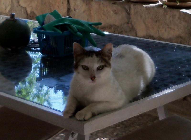 chat trouvé blanc avec taches et queue gris tigrés Nouvea12