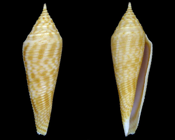 Conasprella (Fusiconus) viminea  (Reeve, 1849)  Sans-t13