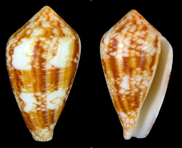 Conus (Cylinder) retifer Menke, 1829 - Page 2 Sans-t15