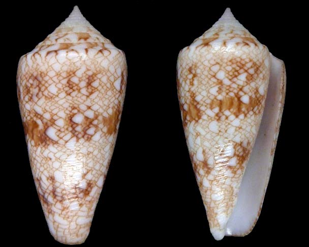 Conus (Cylinder) glorioceanus  Poppe & Tagaro, 2009 Sans-t19