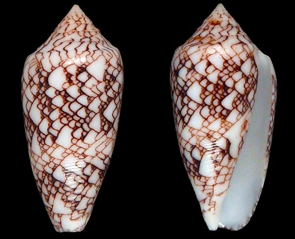 Conus (Cylinder) textile vaulberti Lorenz, 2012  Sans-t23