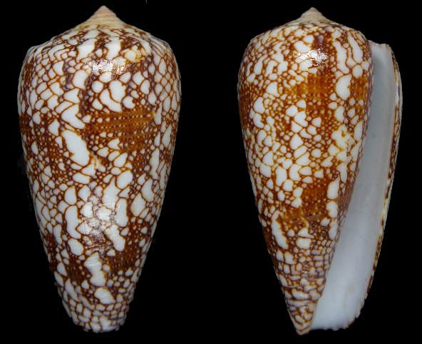 Conus (Darioconus) madagascariensis  Sowerby II, 1858 Sans-t26