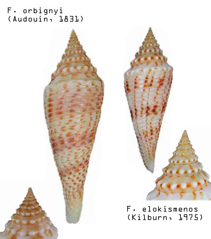 Conasprella (Fusiconus) elokismenos (Kilburn, 1975)  Sans-t28