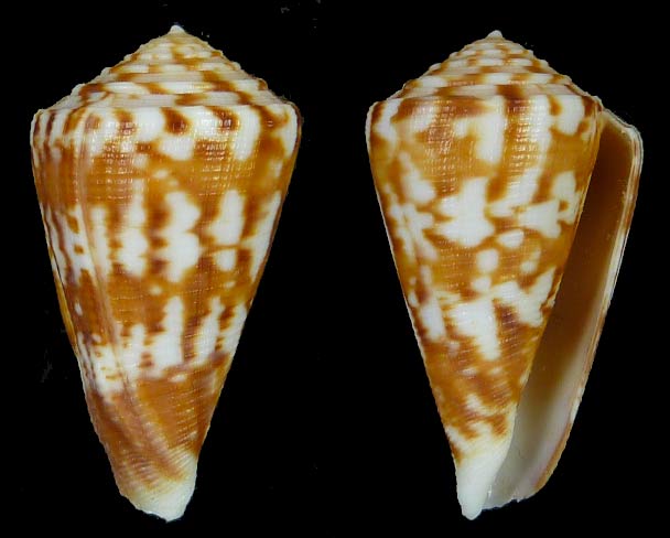 Conus (Eremiconus) minnamurra  (Garrard, 1961) Sans-t30