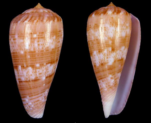 Conus (Afonsoconus) kinoshitai f.calliginosus  (Shikama, 1979) Sans-t32