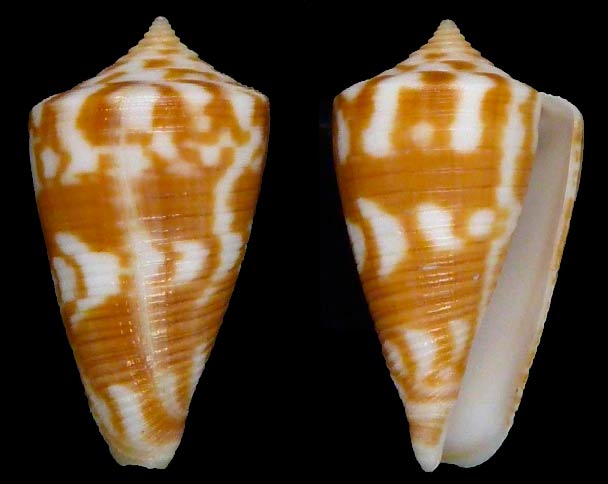 dampierensis - Conus (Phasmoconus) dampierensis  Filmer & Coomans, 1985 Sans-t35