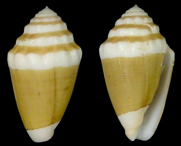 Conus (Virroconus) dorreensis Péron, 1807 Sans-t59