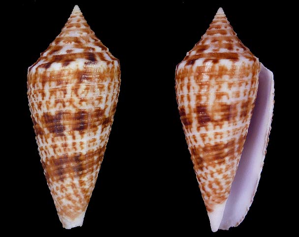 Conus (Phasmoconus) indomaris  (Bozzetti, 2014) Sans-t66