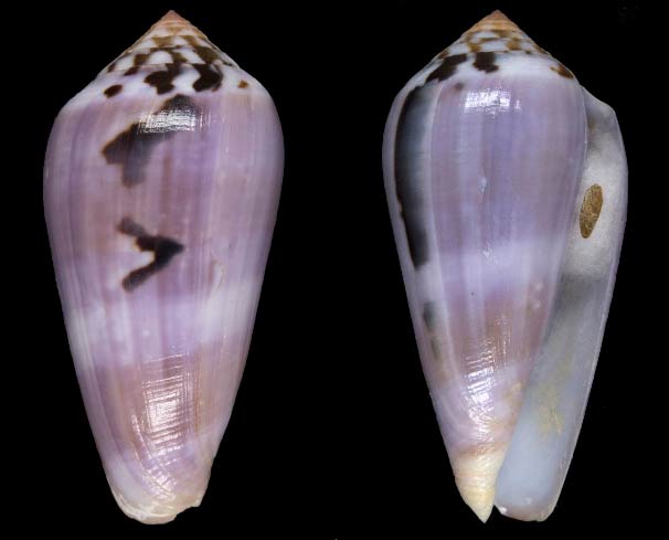 Conus (Pionoconus) fulmen kirai Kuroda, 1956 Sans-t80