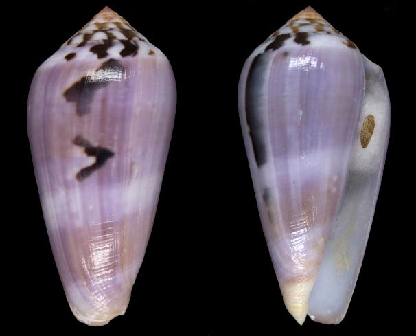 Conus (Pionoconus) fulmen kirai   Kuroda, 1956 Sans-t80