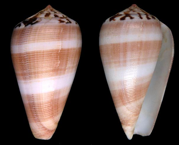 Conus (Pionoconus) fulmen kirai Kuroda, 1956 Sans-t81