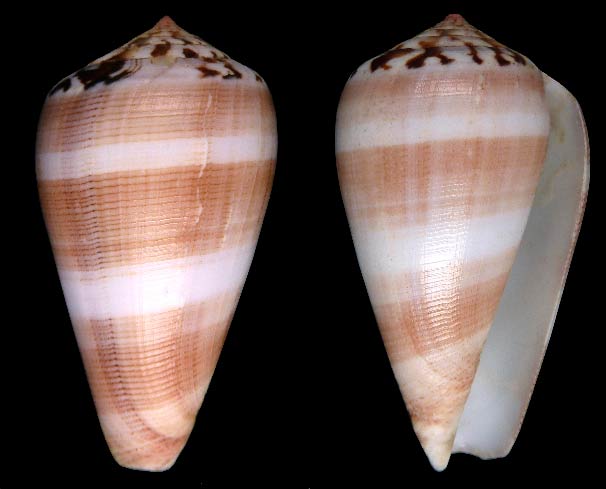 Conus (Pionoconus) fulmen kirai   Kuroda, 1956 Sans-t81