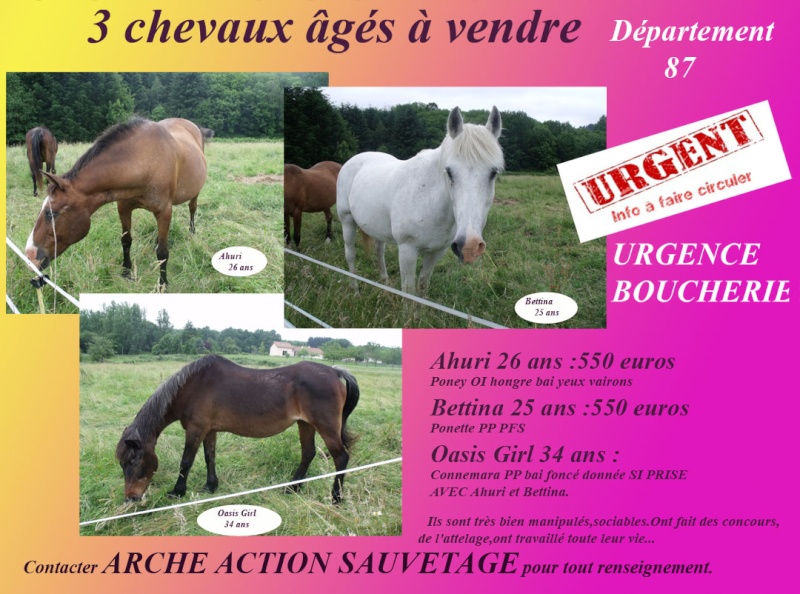 3 vieux chevaux dans le 87 délai 27 juin 3_che_10