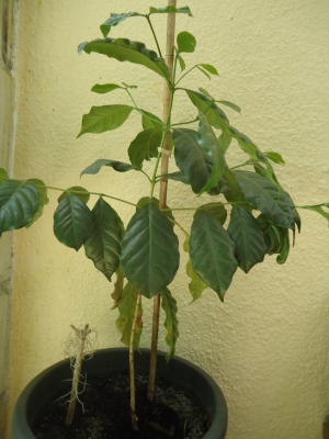 Le caféier (Coffea arabica)-comme plante d'intérieur Le caféier - Page 3 Cafe_610