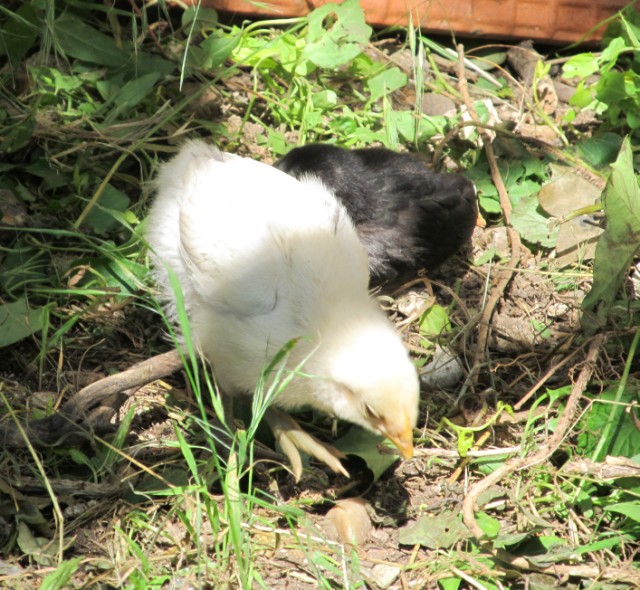 La poule de Contres.