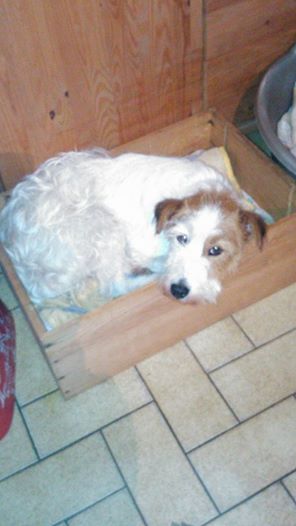 Tartine, petite x fox (9ans) errante puis fourrière puis ... Tinou ! - Page 5 10563010