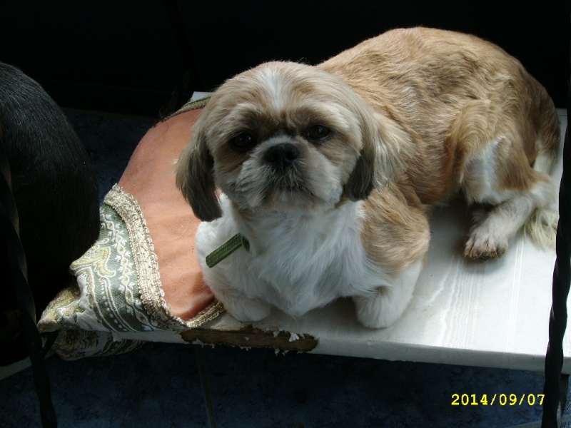 2 amours de shih-tzu réformées d'élevage Ssa56224